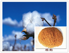 cottonseed dreg